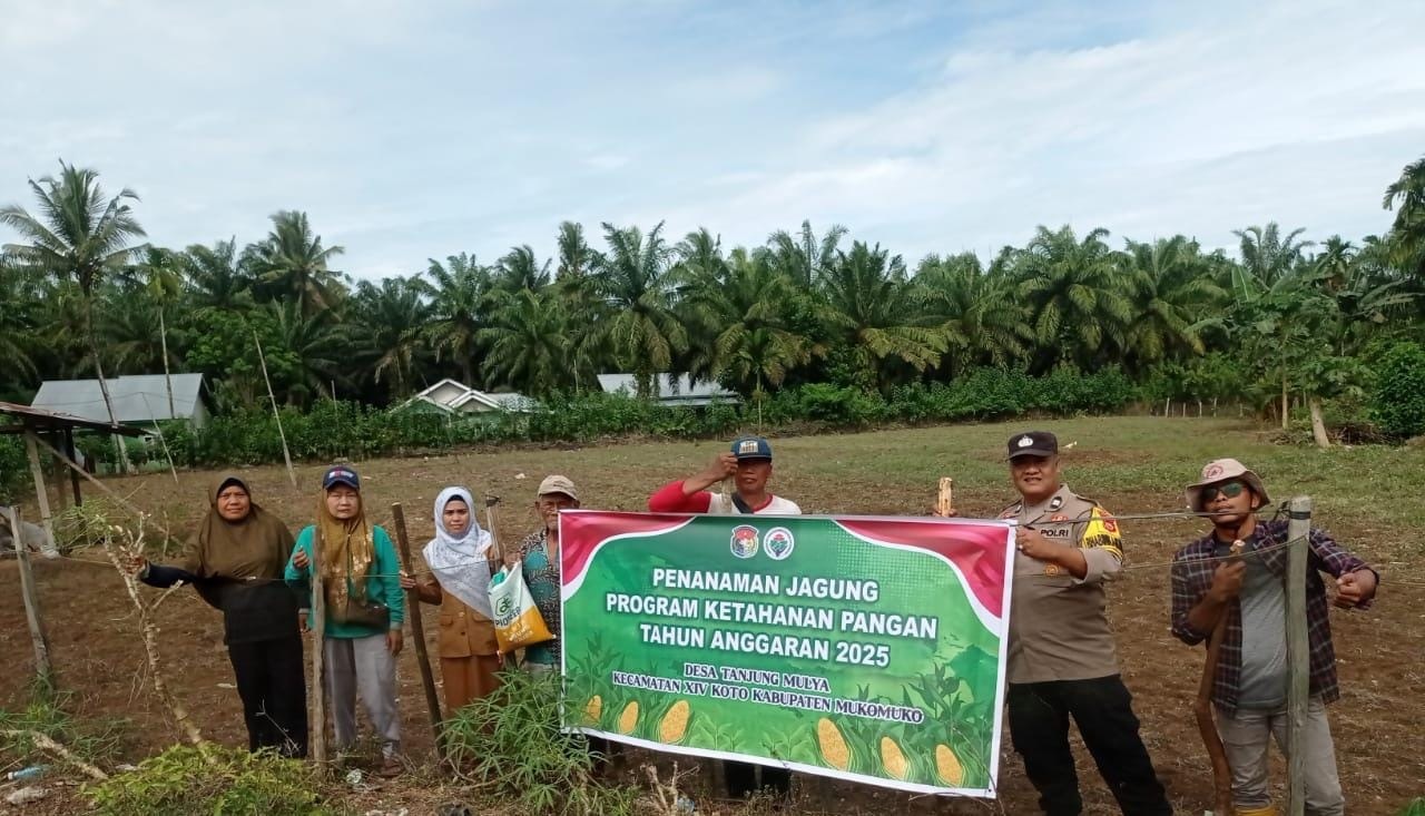 Polsek Kota Mukomuko Polres Mukomuko dan Warga Tanam Jagung di Desa Tanjung Mulya.