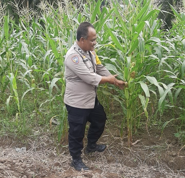 Bhabinkamtibmas Aiptu Muliadi Laksanakan Monitoring Lahan Pertanian Jagung